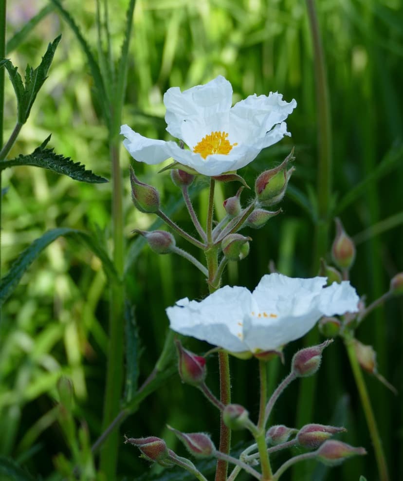 White Rockrose flower with yellow stamens and crinkled petals surrounded by green leaves and small round buds.