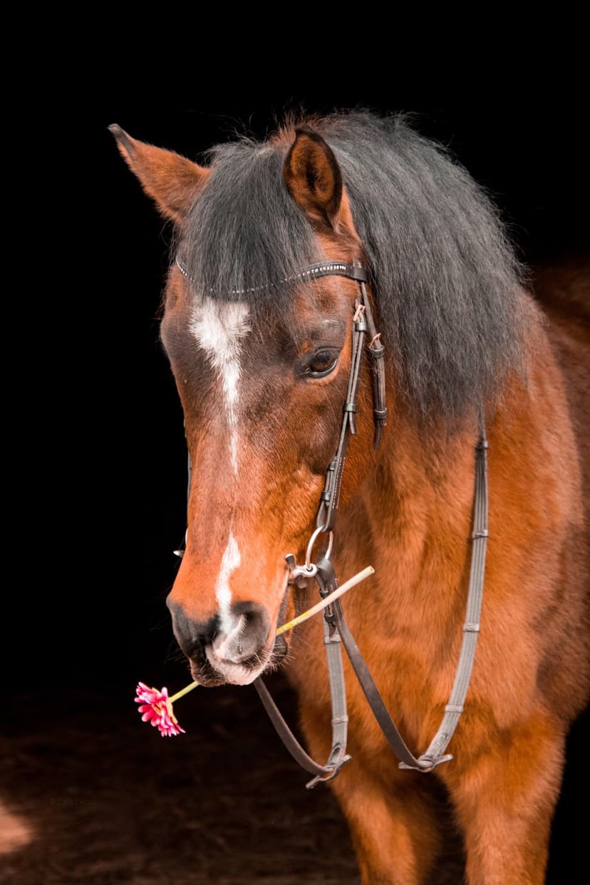 Bay horse with a pink flower in its mouth and a rhinestone bridle set against a dark, minimalist background.