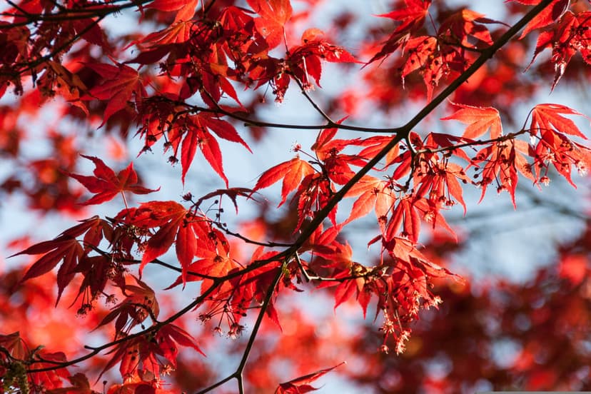 Red Japanese maple leaves with intricate veins glow against a clear blue sky in bright autumn sunlight.
