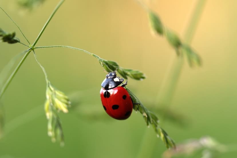 Red ladybug with black spots clings to a green grass blade against a blurry yellow and green bokeh background.