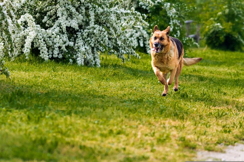 German Shepherd dog running through a sunny green field near white flowers with ears perked in mid-gallop.