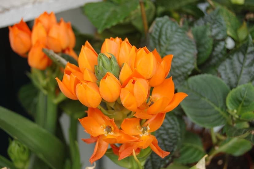 Orange Star-of-Bethlehem flowers with star-shaped petals and green buds are shown in a macro close-up view.
