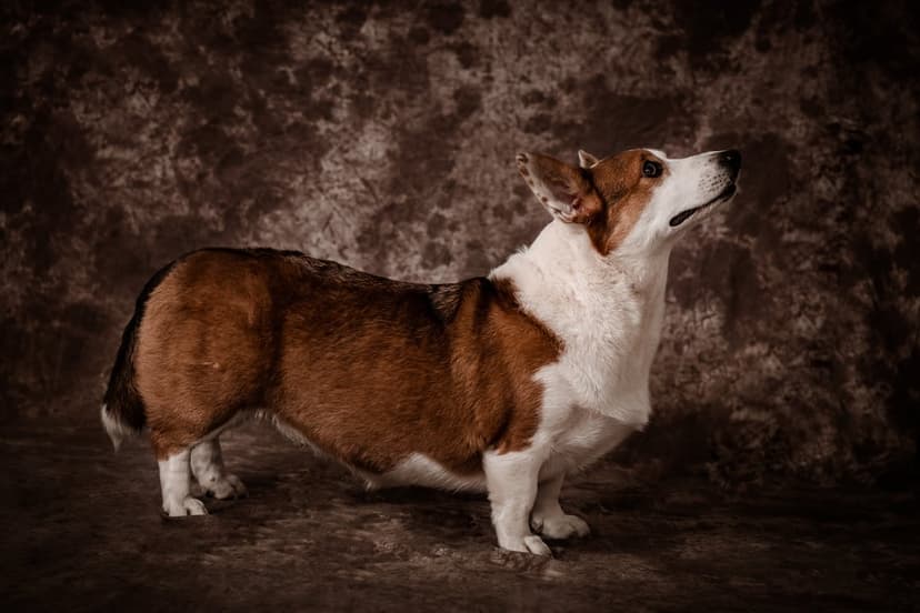 Pembroke Welsh Corgi dog posing in profile against a dark brown textured wall with soft studio lighting.