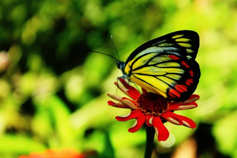 Yellow and black butterfly perched on a vivid red flower with a soft-focus green garden background in portrait.