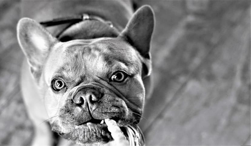 French Bulldog face with deep wrinkles and expressive eyes holds a textured cloth in its mouth in B&W photography.