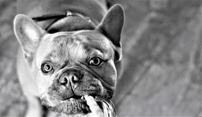 Close-up Black and White French Bulldog Portrait