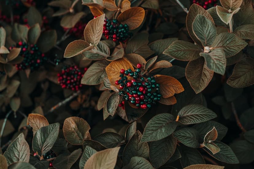 Crimson and dark green berries cluster among forest leaves with gold and bronze autumnal edges in a macro view.