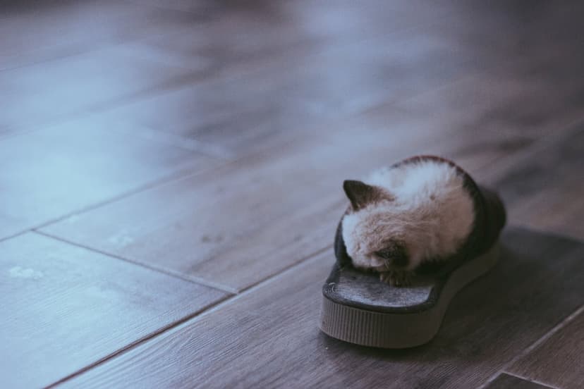 Fluffy kitten curled up asleep inside a dark slipper on a light-colored wooden floor under soft indoor light.
