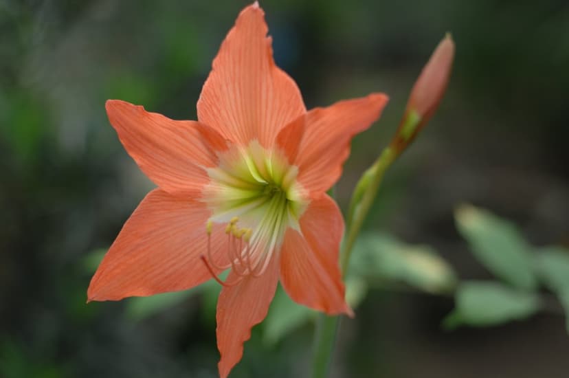 Orange amaryllis flower with visible stamen and a green bud against a blurred leafy background in macro detail.