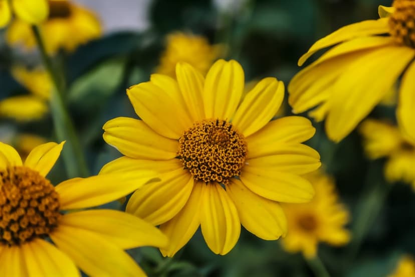 Yellow daisies with textured centers bloom in soft sunlight against a blurred green field of grass and leaves.