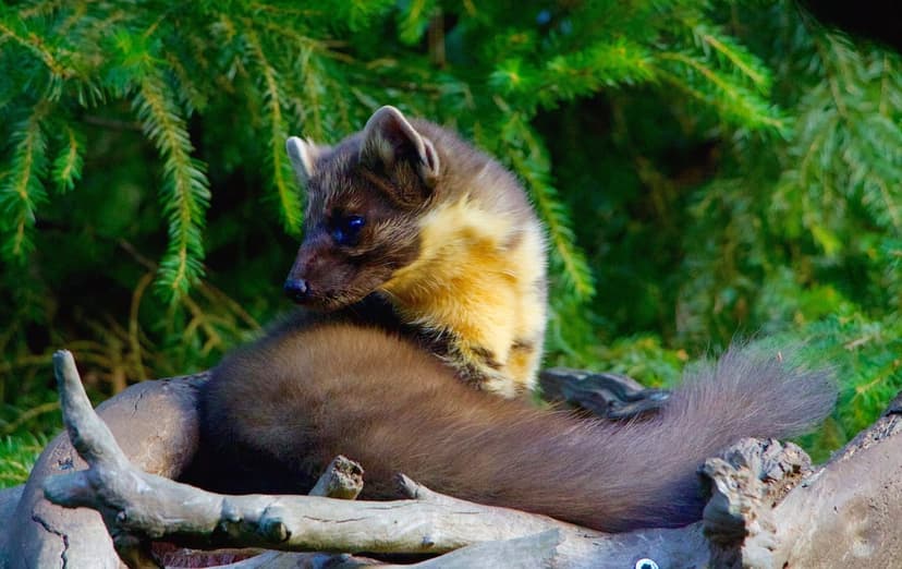 European pine marten with a golden throat patch rests on a weathered branch among green conifer needles.