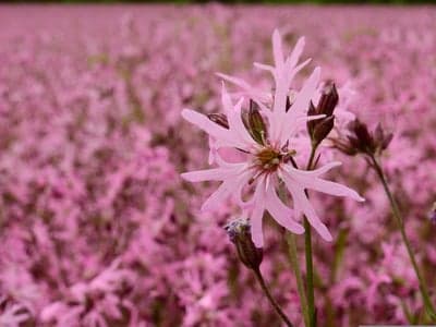 Pink Ragged Robin Flower Meadow Mobile Screen Wallpaper