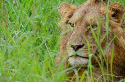 Majestic Lion Face Peeking Through Grass Mobile Wallpaper