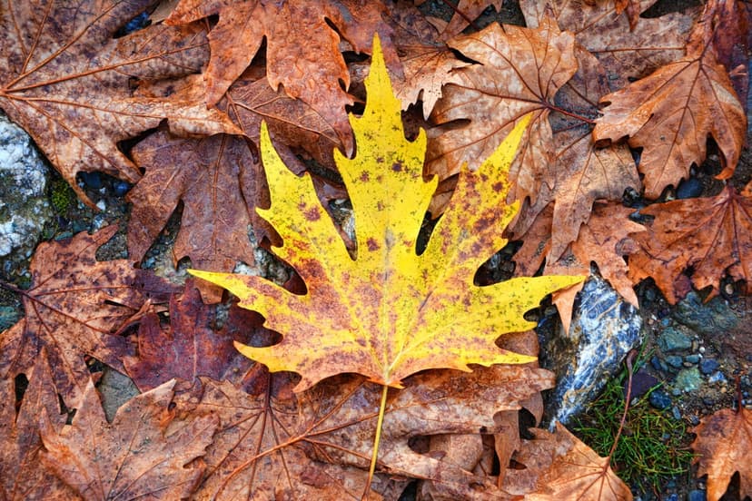 Bright yellow maple leaf showing detailed veins lies on a bed of dry, brown autumn leaves in a forest.