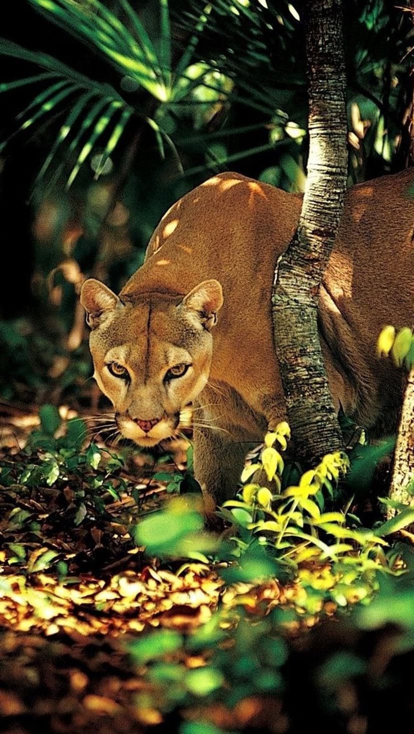 Puma with golden fur peers through thick green jungle leaves next to a textured tree trunk in natural sunlight.