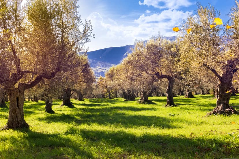 Gnarled olive trees with twisted trunks stand in a green meadow under a bright blue sky with white clouds.