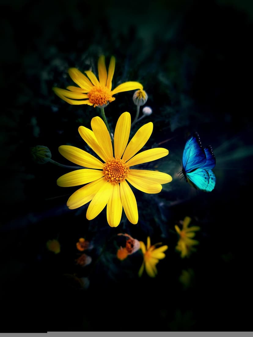 Yellow daisies and a blue butterfly contrast against a dark background in a close-up macro nature photograph.