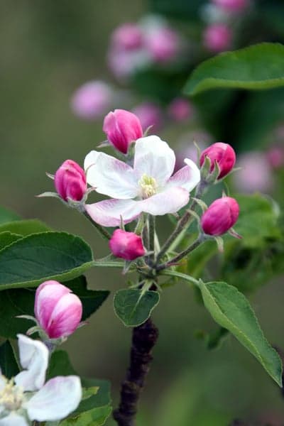 Soft Pink Apple Blossoms Floral Tablet Wallpaper