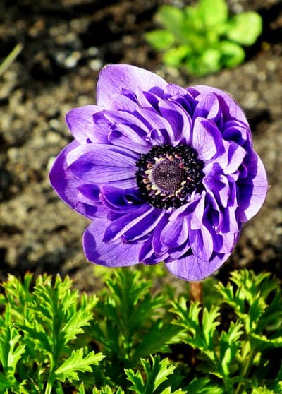 Sunlit Purple Anemone Macro Background for Mobile Devices