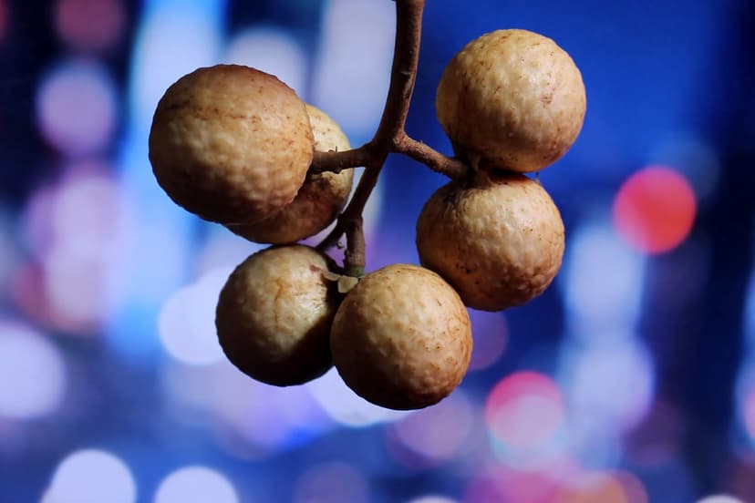 Longan fruits with textured tan shells hang on a branch before a blurred background of red and blue lights.