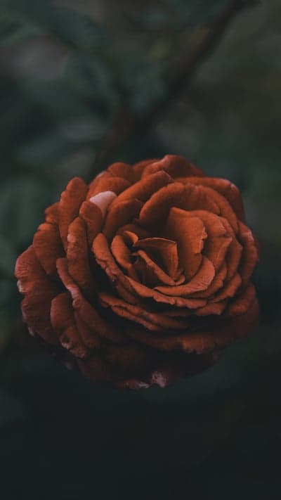 A Garden's Bounty - Diverse Floral and Natural Scenes