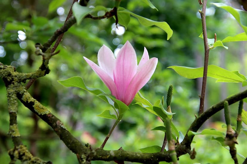 Pink magnolia flower blooms on a leafy branch with sunlight filtering through a soft green garden background.
