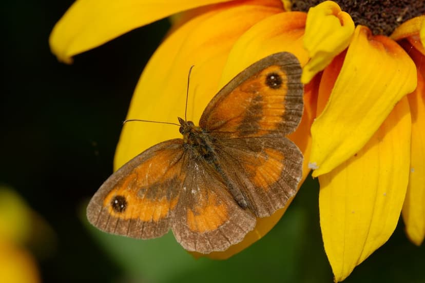 Brown butterfly with orange eye-spots perched on bright yellow flower petals against a dark background.