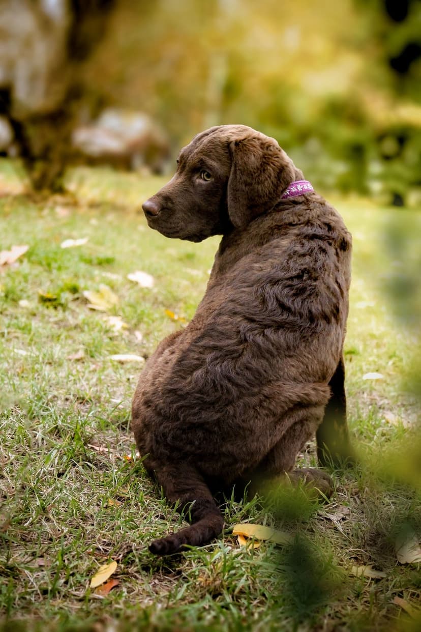 Chocolate Labrador puppy with a purple collar sits on a lawn with fallen brown leaves and soft green background.