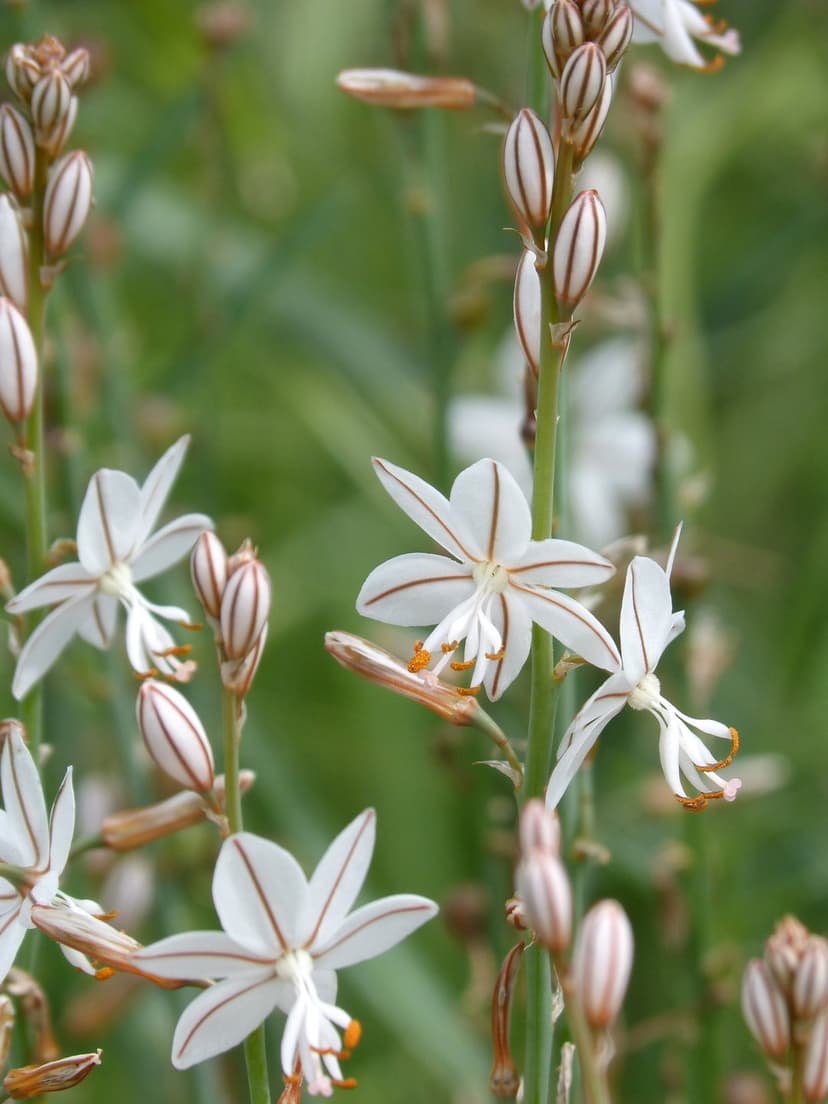 White star-shaped flowers with thin brown stripes on green stems set against a soft bokeh garden background.