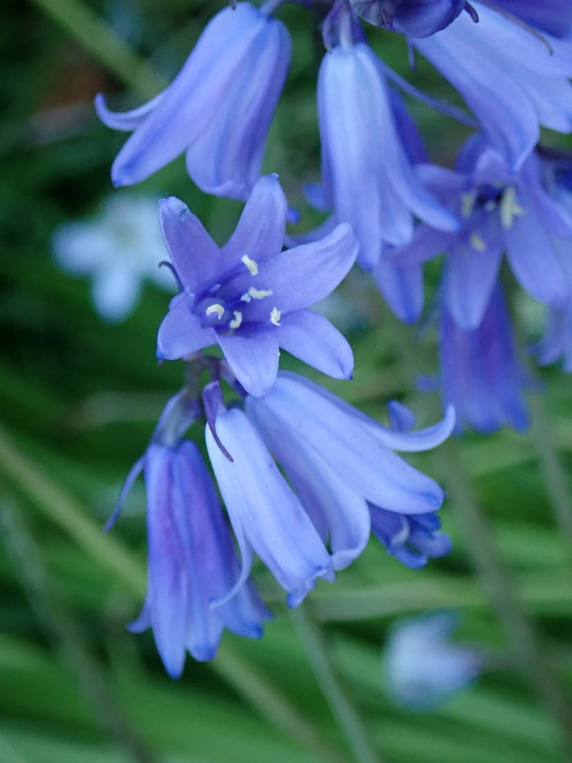 Bluebell flowers with curved violet petals and white stamen hang against a blurred green forest background.