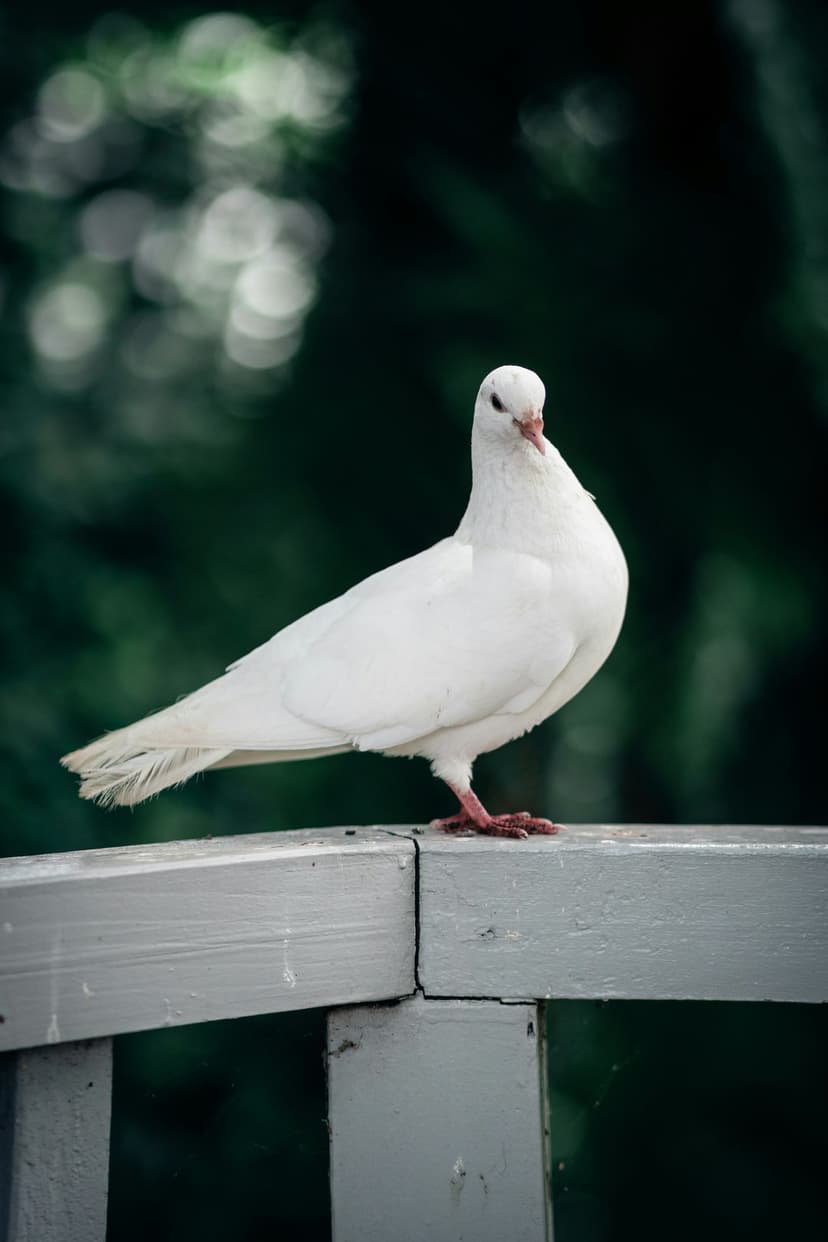 White dove with pink legs perching on a grey wooden railing with blurred green garden foliage in the background.