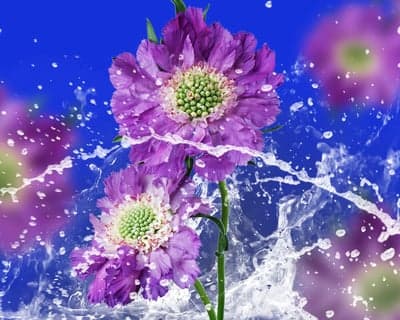Purple Flowers Splashed with Water Droplets
