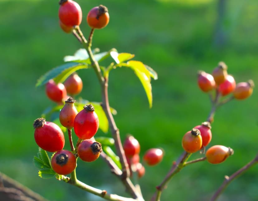 Red rose hips cluster on a thorny green branch, surrounded by blurred leaves and grass in soft natural light.