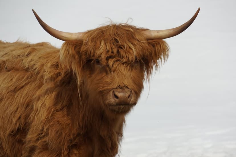 Highland cow with long horns and thick brown fur standing in a snowy field under a grey, overcast sky.