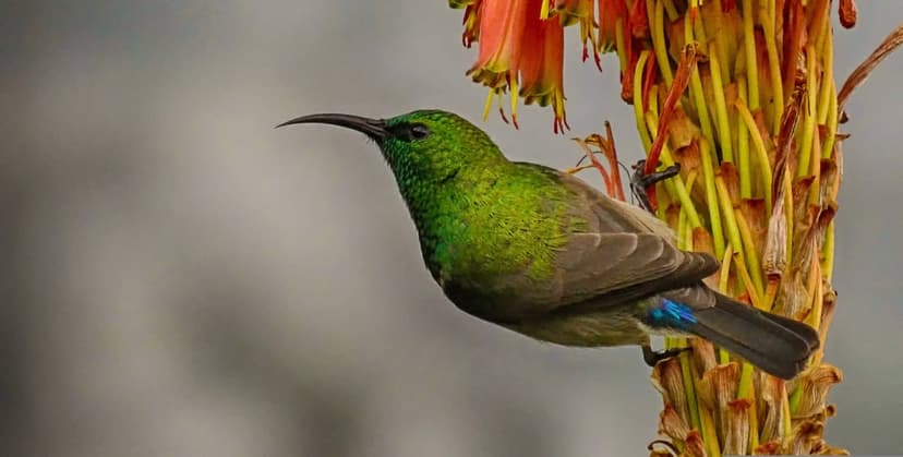 Green sunbird with a curved beak sips nectar from an orange aloe vera blossom against a blurred backdrop.