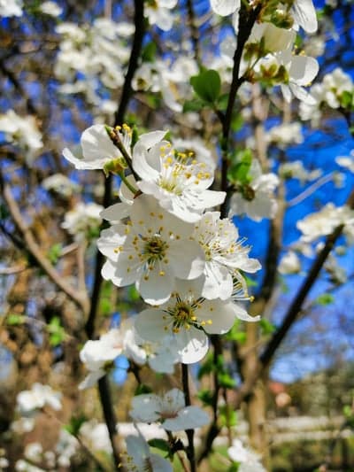 Radiant White Cherry Blossoms on Clear Sky Tablet Wallpaper