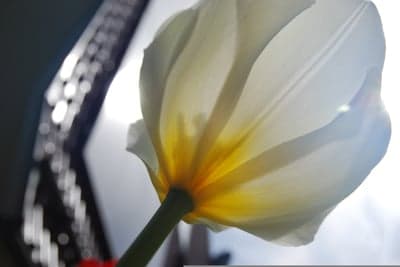 Luminous White Tulip Petals Mobile Wallpaper Background