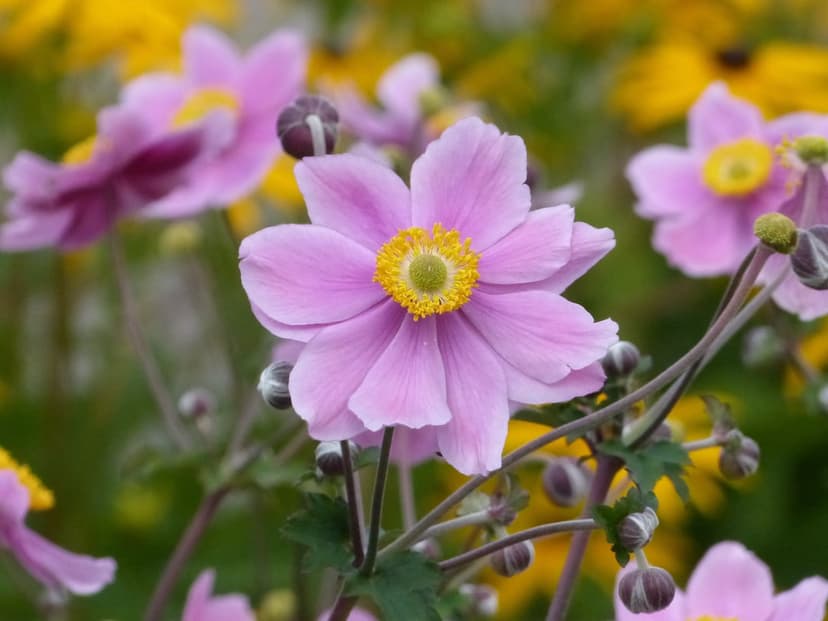 Pink Japanese Anemone petals surround yellow centers amidst a blurred garden background in soft sunlight.