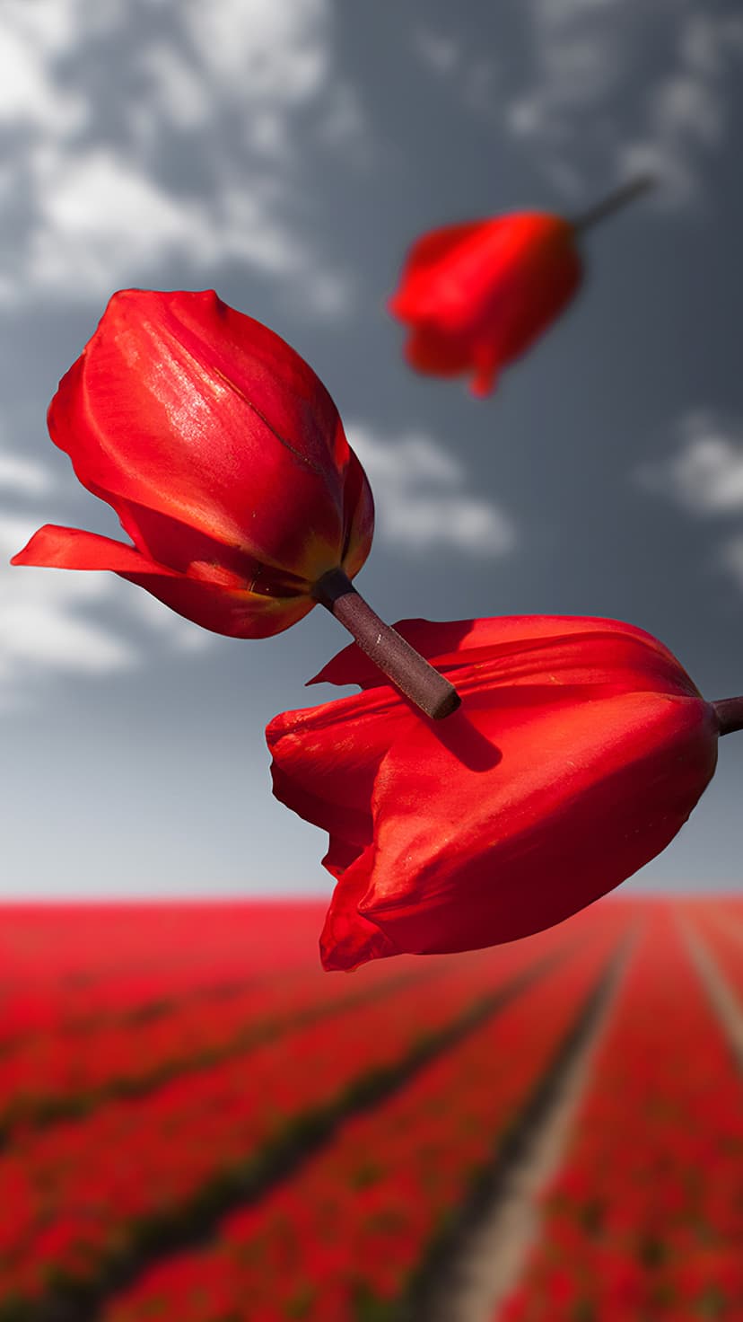 Three red tulips with curved petals stand against a blurry field and grey cloudy sky in a vertical view.