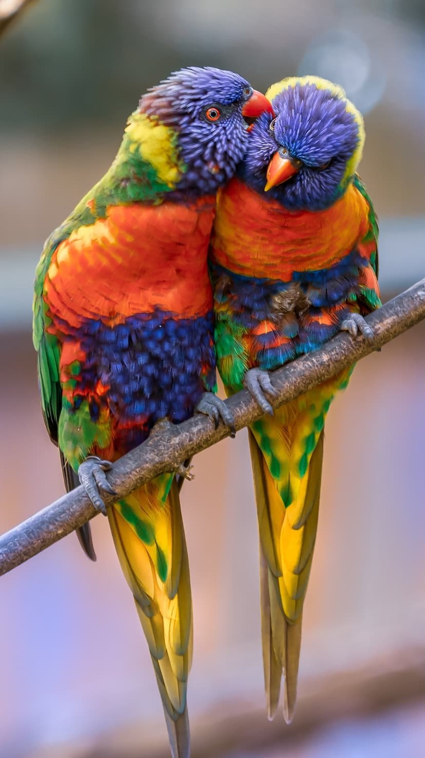 Two rainbow lorikeets with blue heads and orange chests huddle together on a branch against a blurred green backdrop.