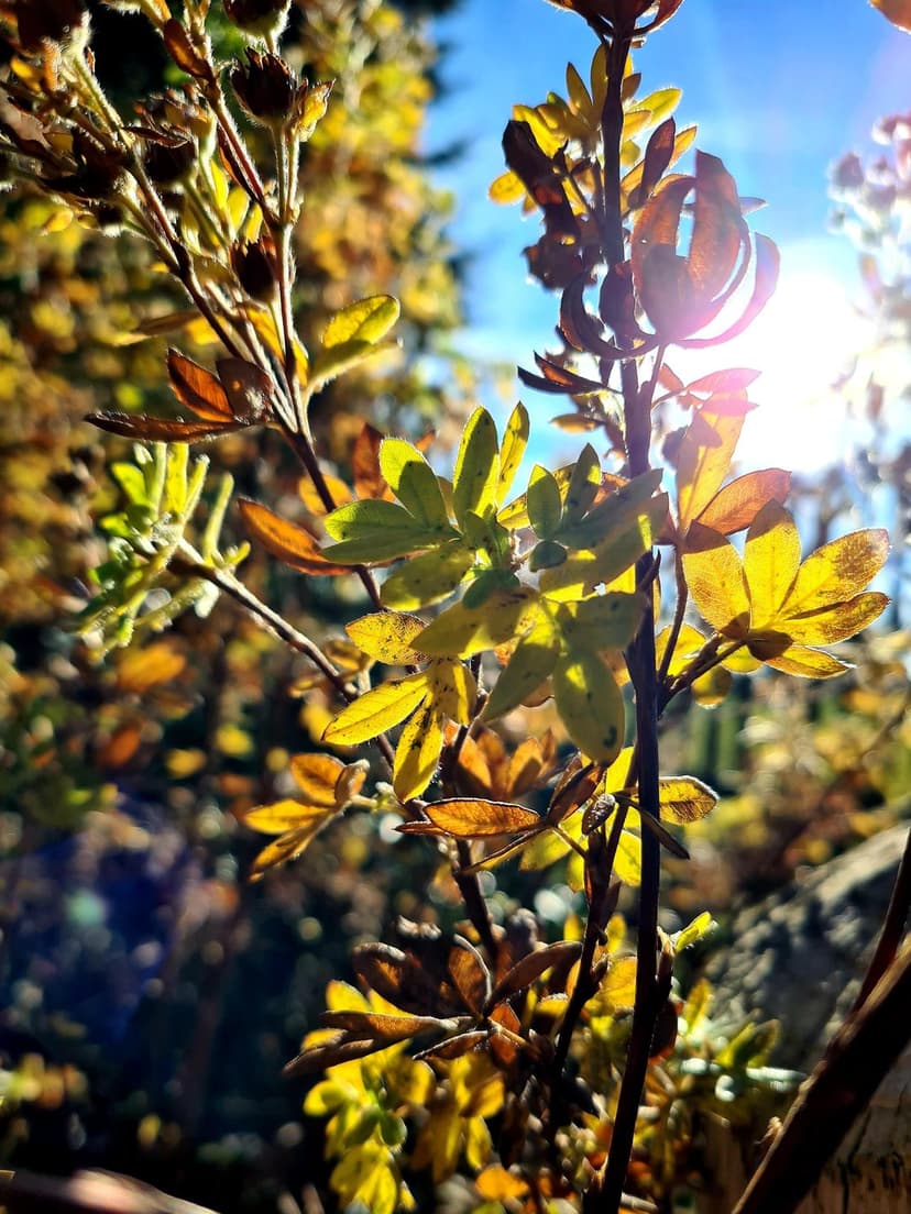 Golden autumn leaves on a branch glow with translucent light against a blurred green and blue forest background.