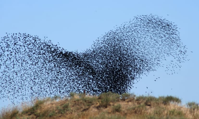Starling murmuration swirls in dark, organic clouds over dry grass under a bright blue sky in the afternoon sun.