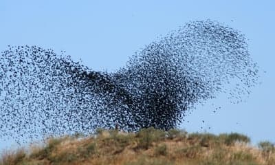Massive Bird Flock Swirls Against a Clear Blue Sky