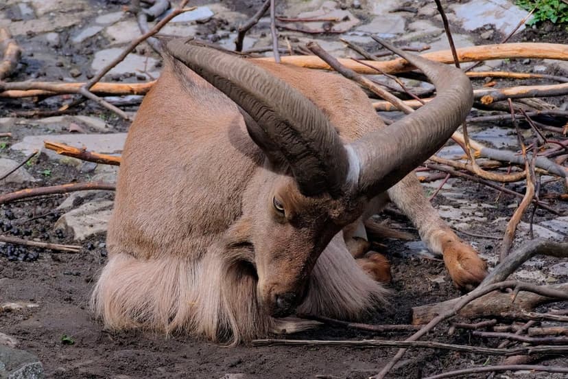 Mountain goat with large curved horns resting on muddy ground among scattered branches and rocks in close-up.