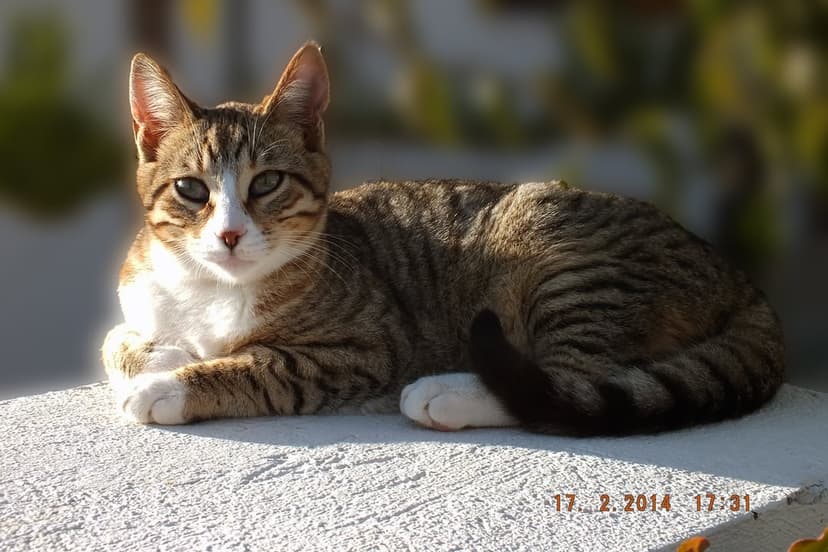 Tabby cat with green eyes and white paws lounges on a textured stone surface under bright outdoor sunlight.