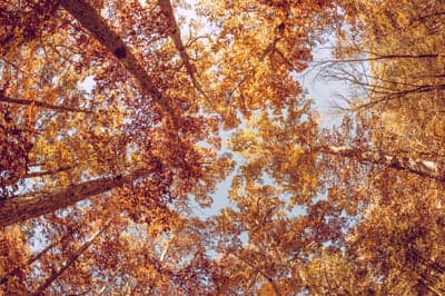 Vibrant Golden Forest Canopy Vertical Mobile Wallpaper