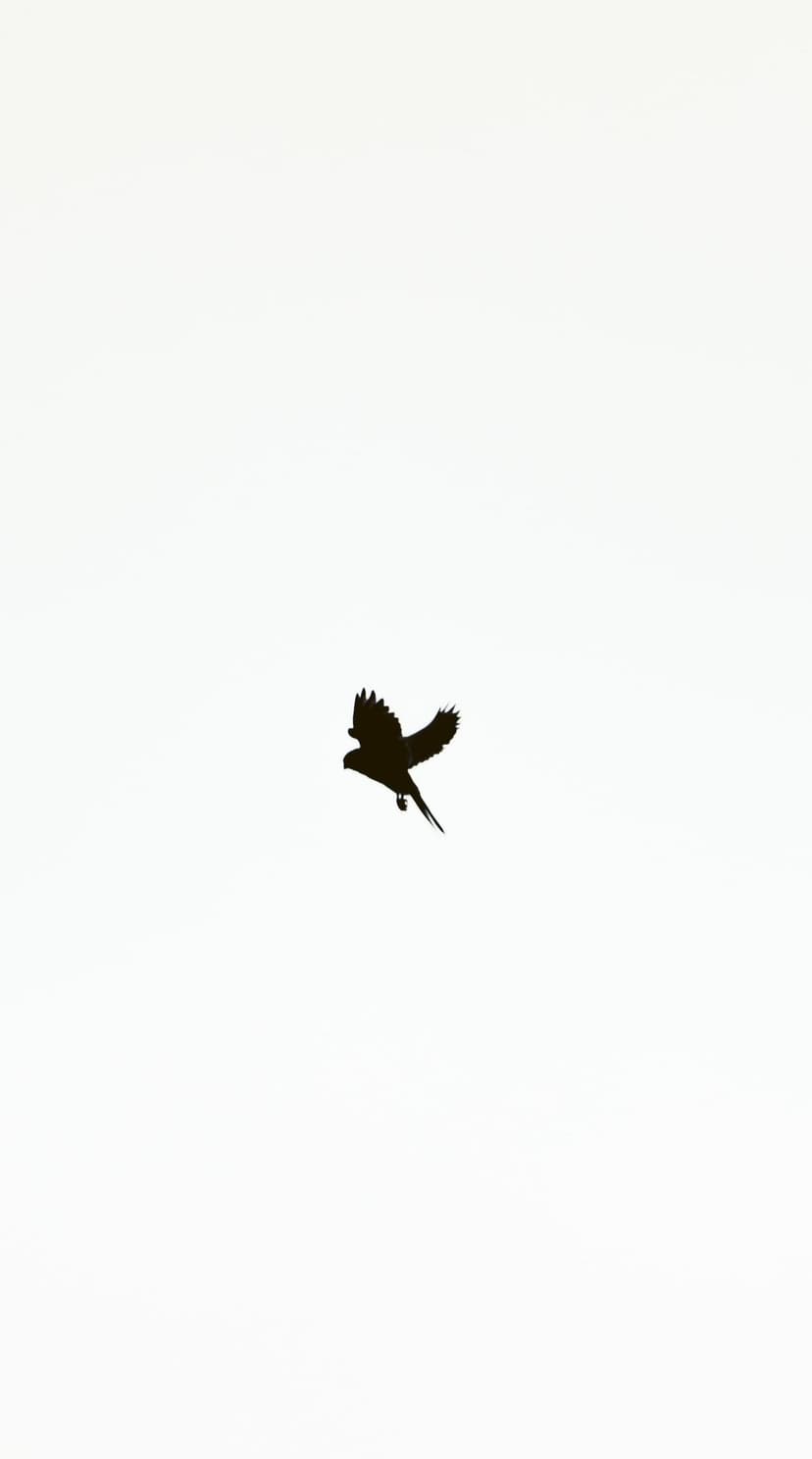 Black bird silhouette with outstretched wings flying across a bright, solid white background in a minimalist style.