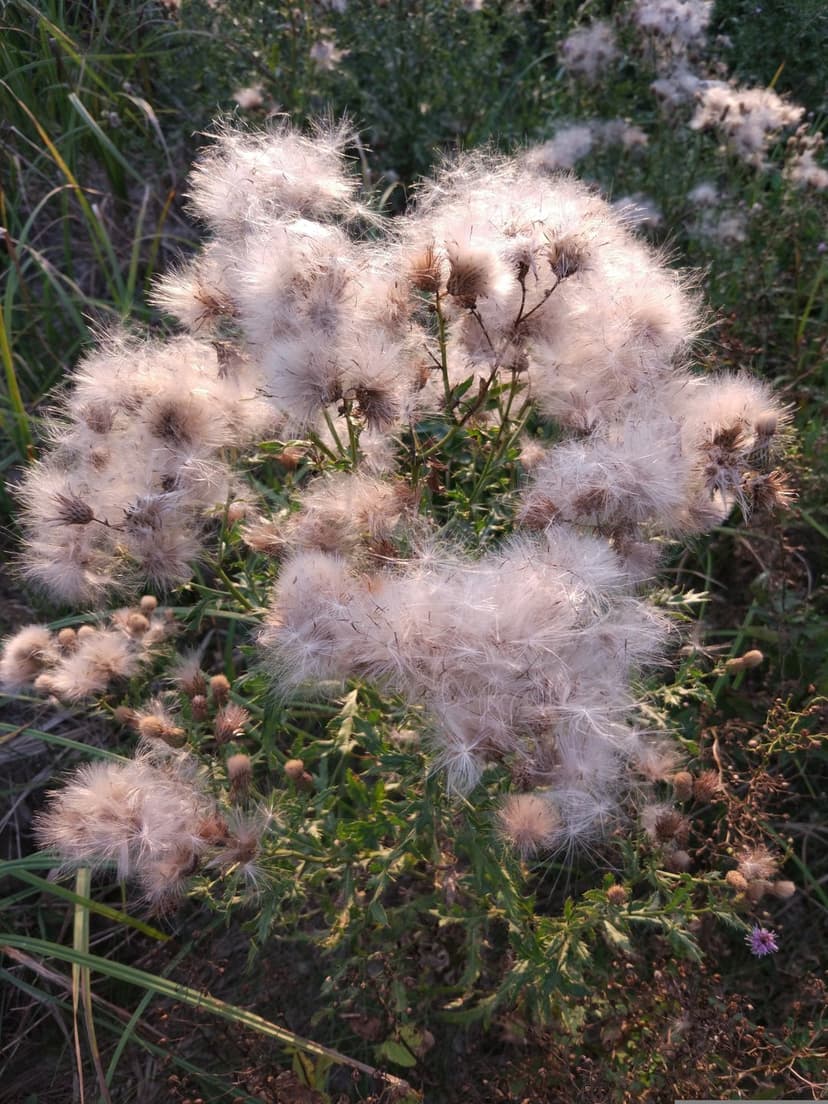 Fluffy thistle seeds catch the golden light of sunset as they drift away from a botanical seed head in a meadow.