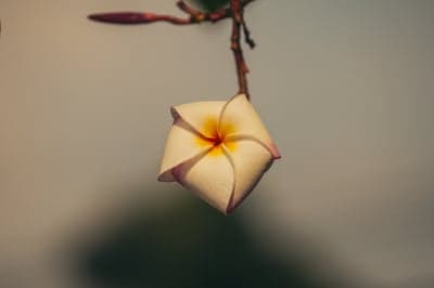 Soft Plumeria Bud Macro Wallpaper for Mobile Screens