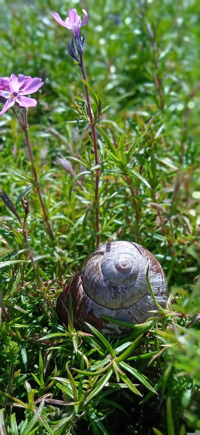 Spiral snail shell nestled in lush green grass beside two small pink flowers in a soft focus macro scene.